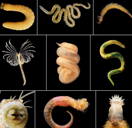 ประเภทของ Helminths